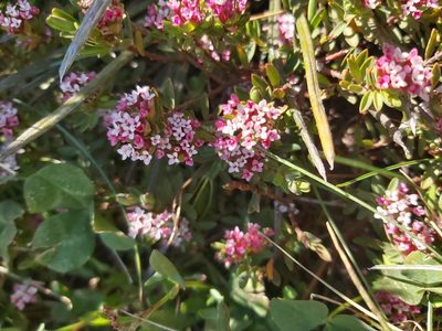 Pimelea alpina, photographed by Tim