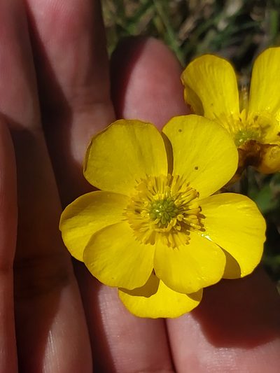 Ranunculus graniticola, photographed by Tim