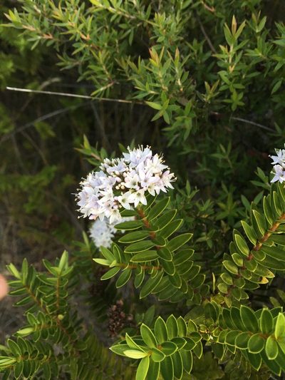 Veronica diosmifolia, photographed by Robert Vennell