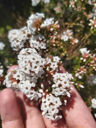 Epacris paludosa, photographed by Tim