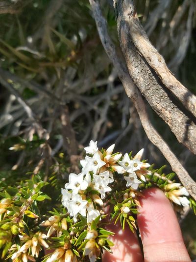 Epacris paludosa, photographed by Tim