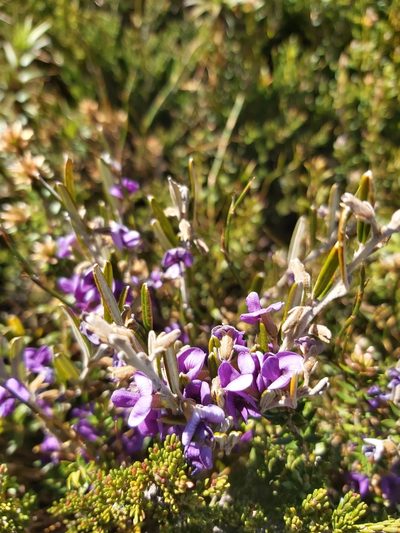 Hovea montana, photographed by Tim