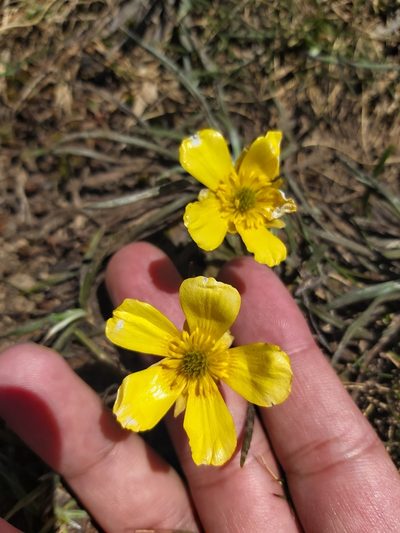 Ranunculus muelleri, photographed by Tim