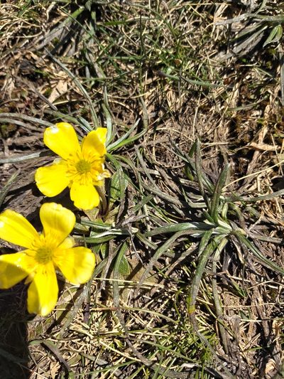 Ranunculus muelleri, photographed by Tim