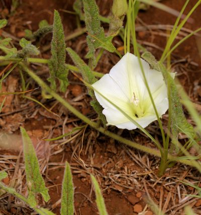 Convolvulus natalensis, photographed by Wynand Uys