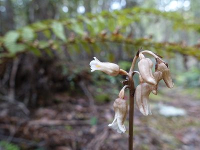Gastrodia procera, photographed by Cowirrie