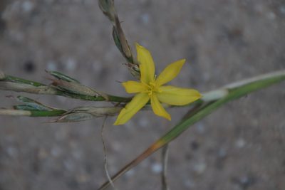Moraea lewisiae, photographed by Tony Rebelo