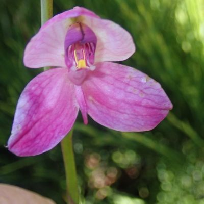 Disa racemosa, photographed by Di Turner