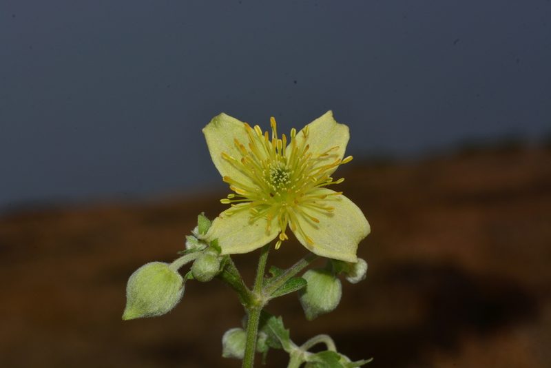 Clematis wightiana, photographed by S.MORE