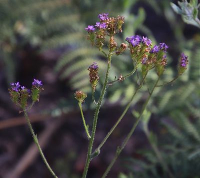Pseudoselago ascendens, photographed by Tony Rebelo