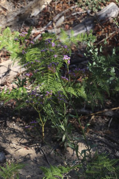 Pseudoselago ascendens, photographed by Tony Rebelo