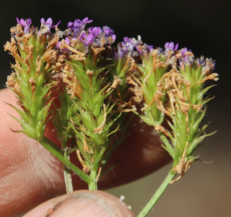 Pseudoselago ascendens, photographed by Tony Rebelo