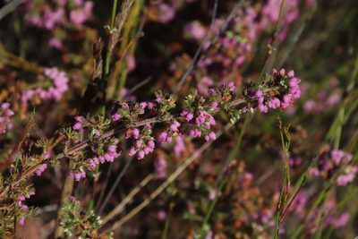 Erica parviflora, photographed by Tony Rebelo