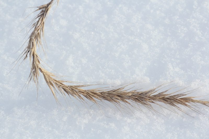 Elymus sibiricus, photographed by Nina Filippova