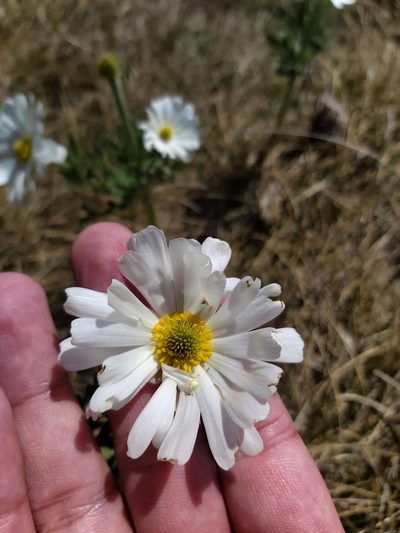 Ranunculus anemoneus, photographed by Tim