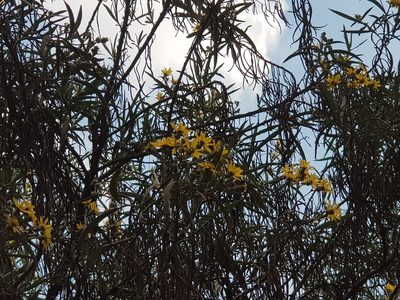 Senecio cinerarioides, photographed by Martín Sánchez Vilchis