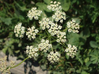 Ligusticum grayi, photographed by Lindsey K. Wise