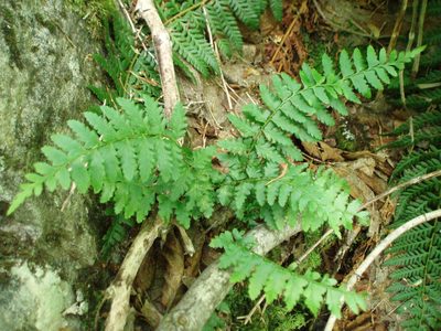 Polystichum andersonii, photographed by Lindsey K. Wise