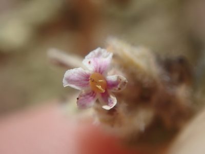 Aloysia tarapacana, photographed by Nolan Exe
