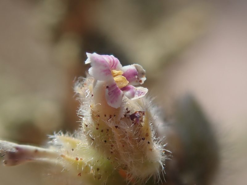 Aloysia tarapacana, photographed by Nolan Exe