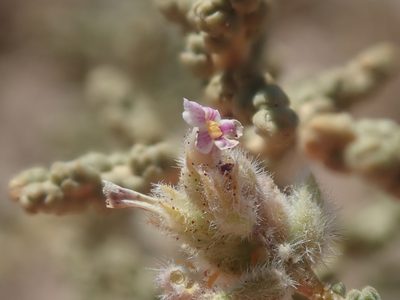 Aloysia tarapacana, photographed by Nolan Exe