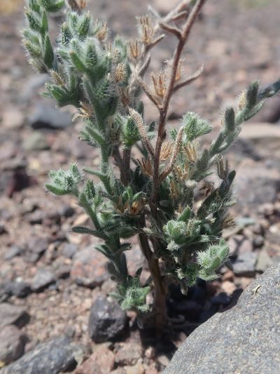 Cryptantha filaginea, photographed by Nolan Exe