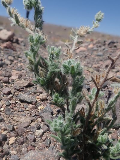 Cryptantha filaginea, photographed by Nolan Exe