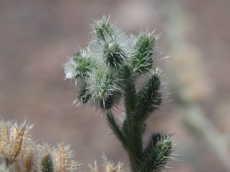 Cryptantha filaginea, photographed by Nolan Exe