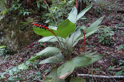 Chamaedorea ernesti-augusti, photographed by Neptalí Ramírez Marcial