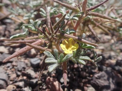 Argylia checoensis