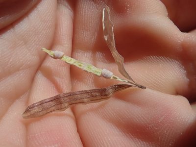 Argylia checoensis, photographed by Nolan Exe
