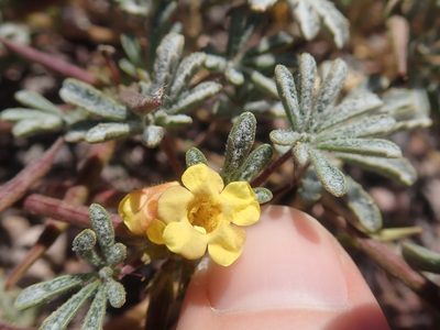 Argylia checoensis, photographed by Nolan Exe