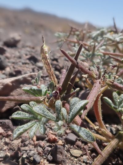 Argylia checoensis, photographed by Nolan Exe