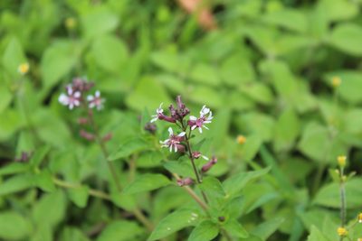 Cuphea racemosa, photographed by Andrés Ramírez-Barrera