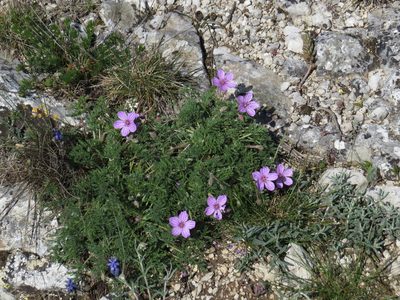 Erodium foetidum, photographed by Yves Bas