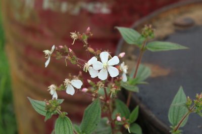 Chaetogastra ciliaris, photographed by Andrés Ramírez-Barrera
