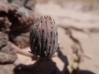 Urmenetea atacamensis, photographed by Nolan Exe