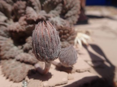 Urmenetea atacamensis, photographed by Nolan Exe