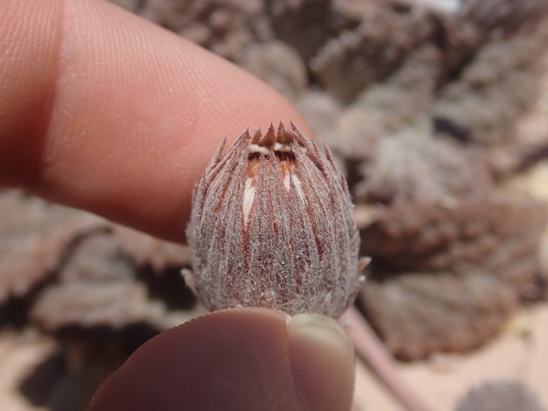 Urmenetea atacamensis, photographed by Nolan Exe