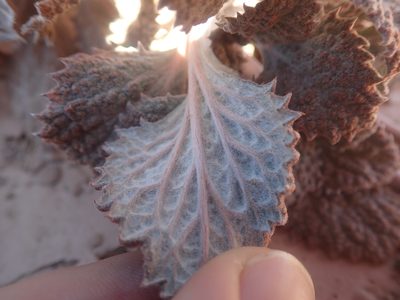 Urmenetea atacamensis, photographed by Nolan Exe