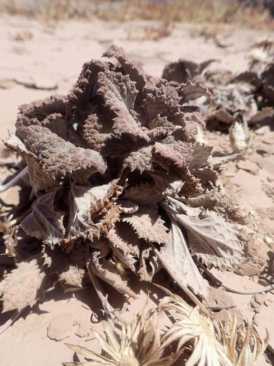 Urmenetea atacamensis, photographed by Nolan Exe