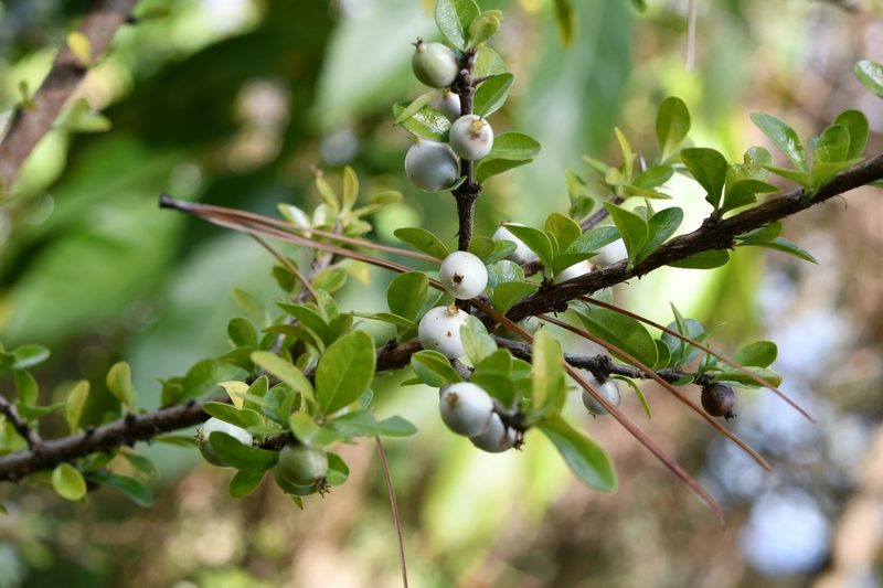 Randia chiapensis, photographed by Neptalí Ramírez Marcial