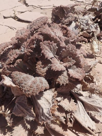 Urmenetea atacamensis, photographed by Nolan Exe