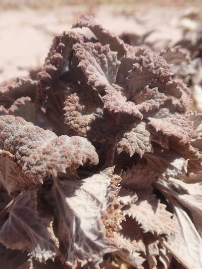 Urmenetea atacamensis, photographed by Nolan Exe