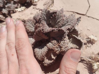 Urmenetea atacamensis, photographed by Nolan Exe