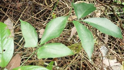Psiguria warscewiczii, photographed by anbalemans