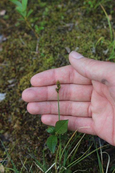 Carex lachenalii, photographed by Dmitriy Bochkov