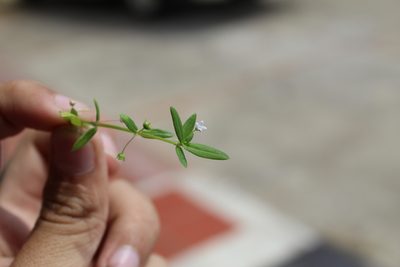 Oldenlandia lancifolia, photographed by Andrés Ramírez-Barrera