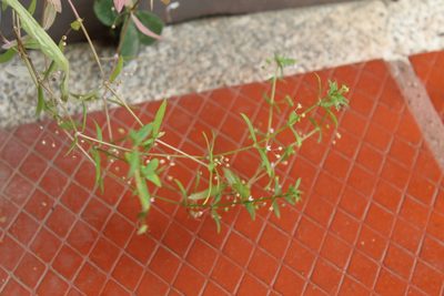 Oldenlandia lancifolia, photographed by Andrés Ramírez-Barrera