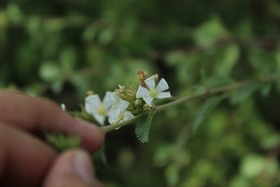 Melochia parvifolia, photographed by Andrés Ramírez-Barrera